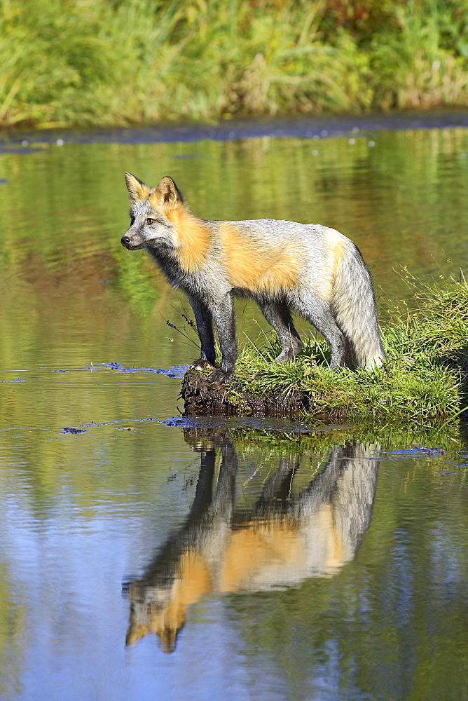 Cross phase red fox (Vulpes fulva) (cross fox) at waters edge with reflection, Minnesota Wildlife Connection, Sandstone, Minnesota, United States of America, North America