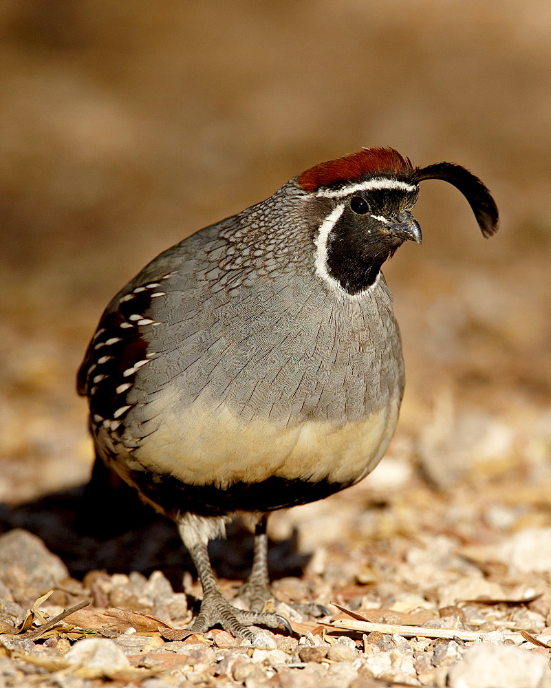 Male Gambel's Quail (Callipepla gambelii), Henderson Bird Viewing Preserve, Henderson, Nevada, United States of America, North America