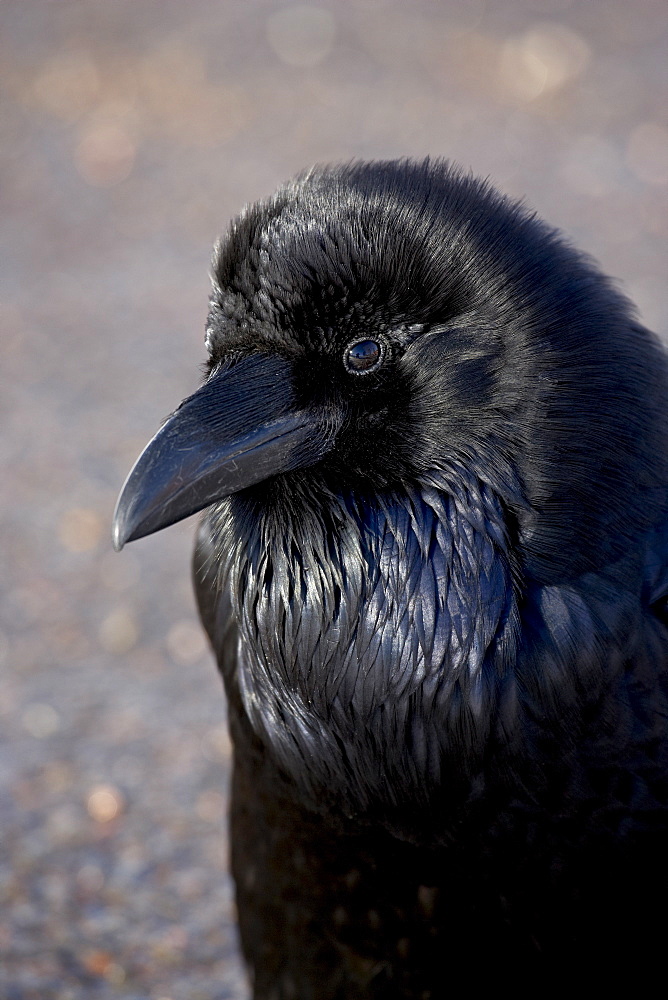 Common Raven (Corvus corax), Bryce Canyon National Park, Utah, United States of America, North America