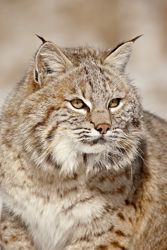 Bobcat (Lynx rufus) in the snow, in captivity, near Bozeman, Montana, United States of America, North America