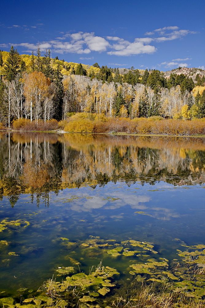 Yellow aspens reflected in Round Lake in the fall, Fishlake National Forest, Utah, United States of America, North America