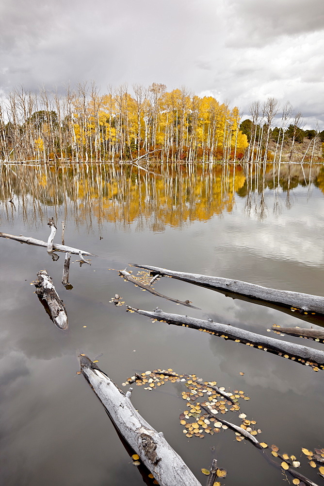 Yellow aspens reflected in a beaver pond in the fall, Fishlake National Forest, Utah, United States of America, North America