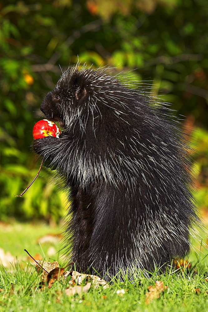 Capitive porcupine (Erethizon dorsatum) sitting on hind feet eating an apple, Sandstone, Minnesota, United States of America, North America