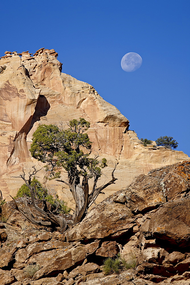 Moon over rock formations and juniper, Grand Staircase-Escalante National Monument, Utah, United States of America, North America