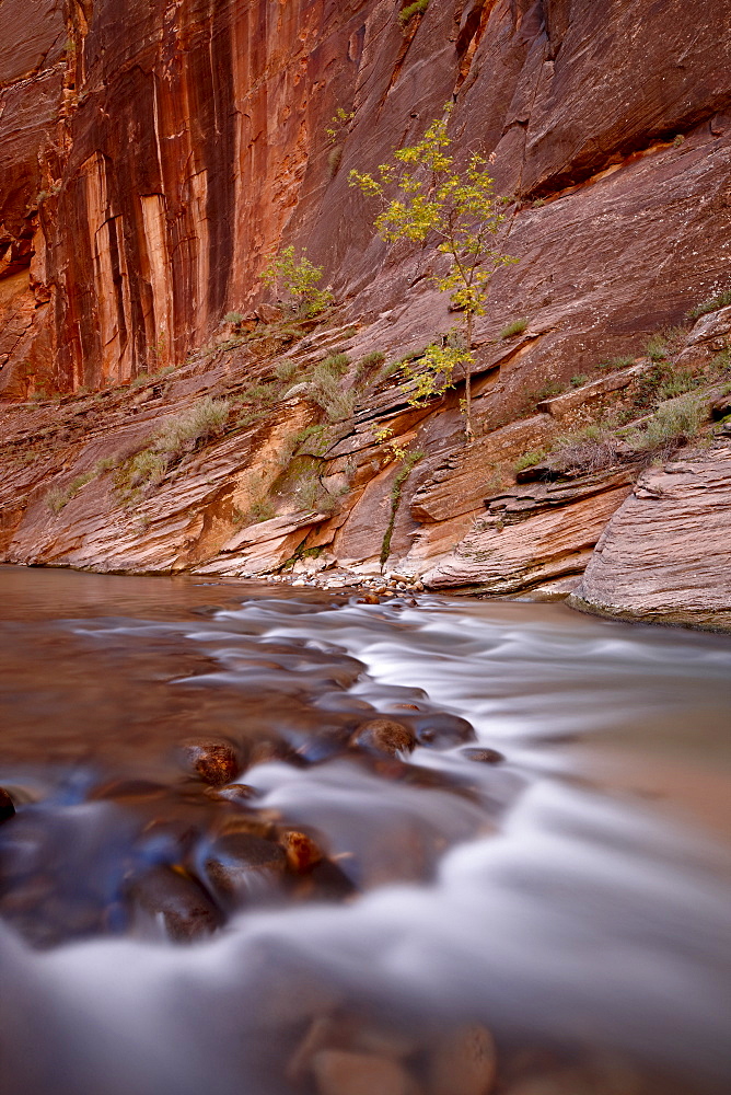 Cascade and tree in the fall, The Narrows of the Virgin River, Zion National Park, Utah, United States of America, North America