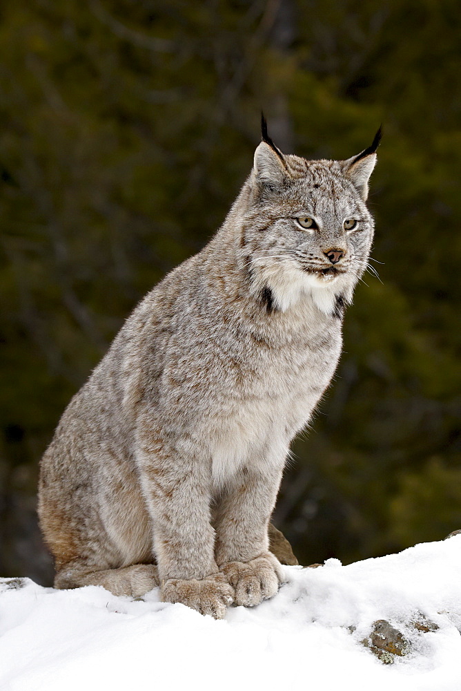 Canadian Lynx (Lynx canadensis) in the snow, in captivity, near Bozeman, Montana, United States of America, North America