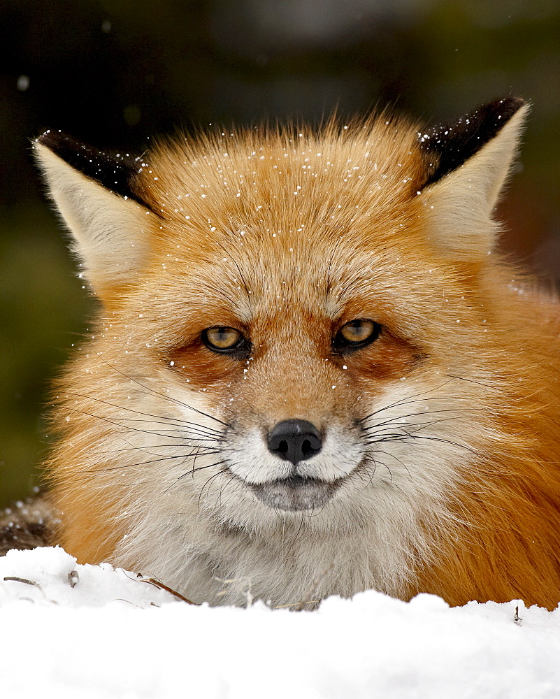 Captive red fox (Vulpes vulpes) in the snow, near Bozeman, Montana, United States of America, North America