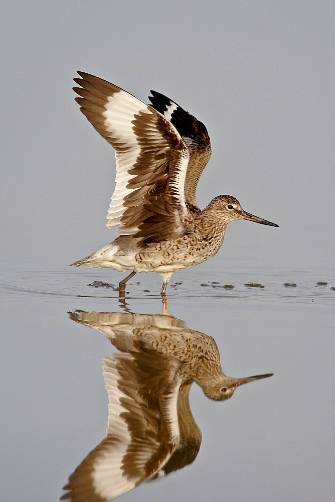 Willet (Tringa semipalmata) in breeding plumage stretching its wings, Antelope Island State Park, Utah, United States of America, North America