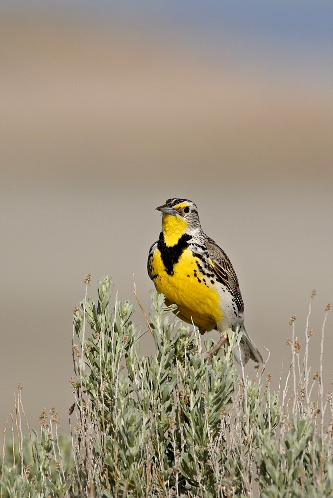 Western meadowlark (Sturnella neglecta), Antelope Island State Park, Utah, United States of America, North America