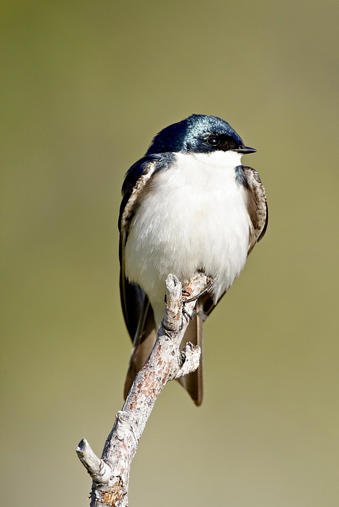 Tree swallow (Tachycineta bicolor), near Oliver, British Columbia, Canada, North America