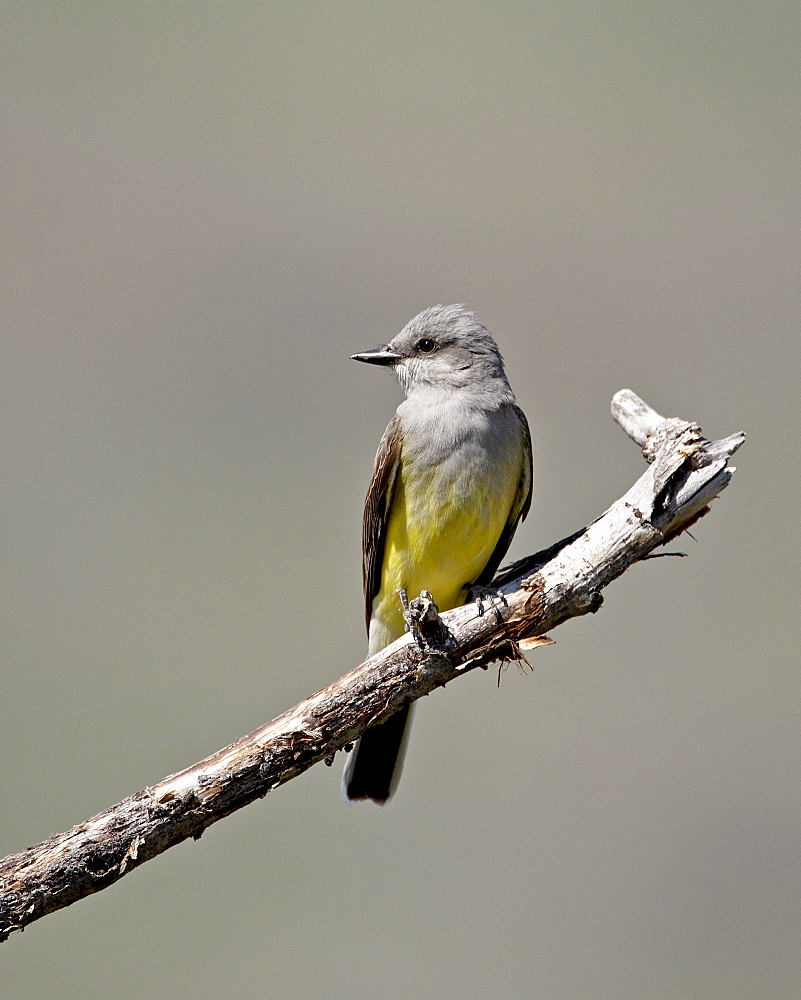 Western kingbird (Tyrannus verticalis), Okanogan County, Washington State, United States of America, North America