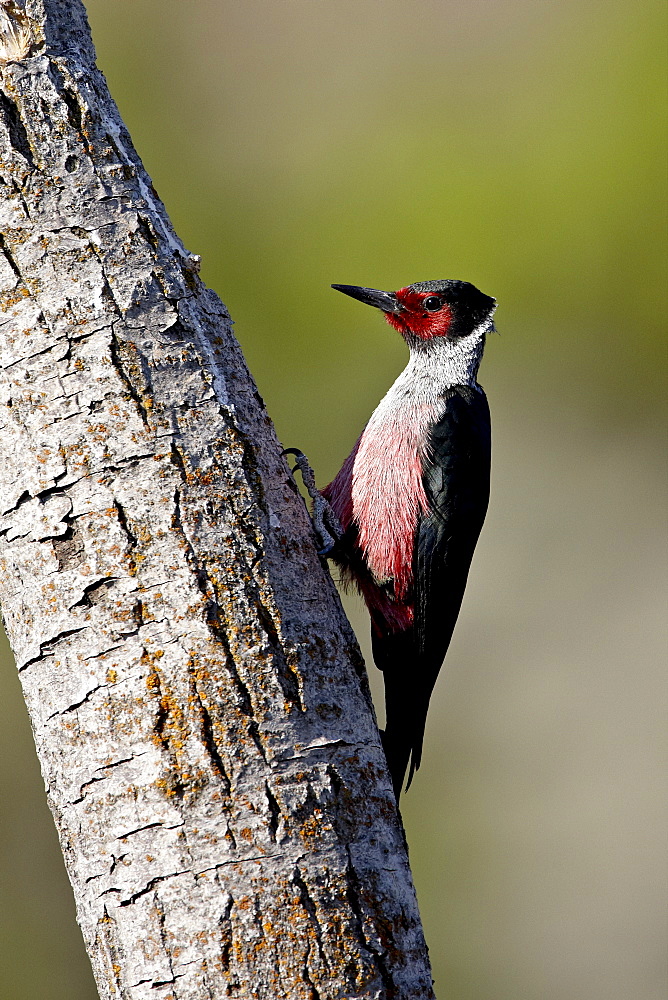 Lewis's Woodpecker (Melanerpes lewis), Okanogan County, Washington State, United States of America, North America