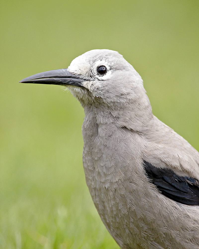 Clark's nutcracker (Nucifraga columbiana), Manning Provincial Park, British Columbia, Canada, North America