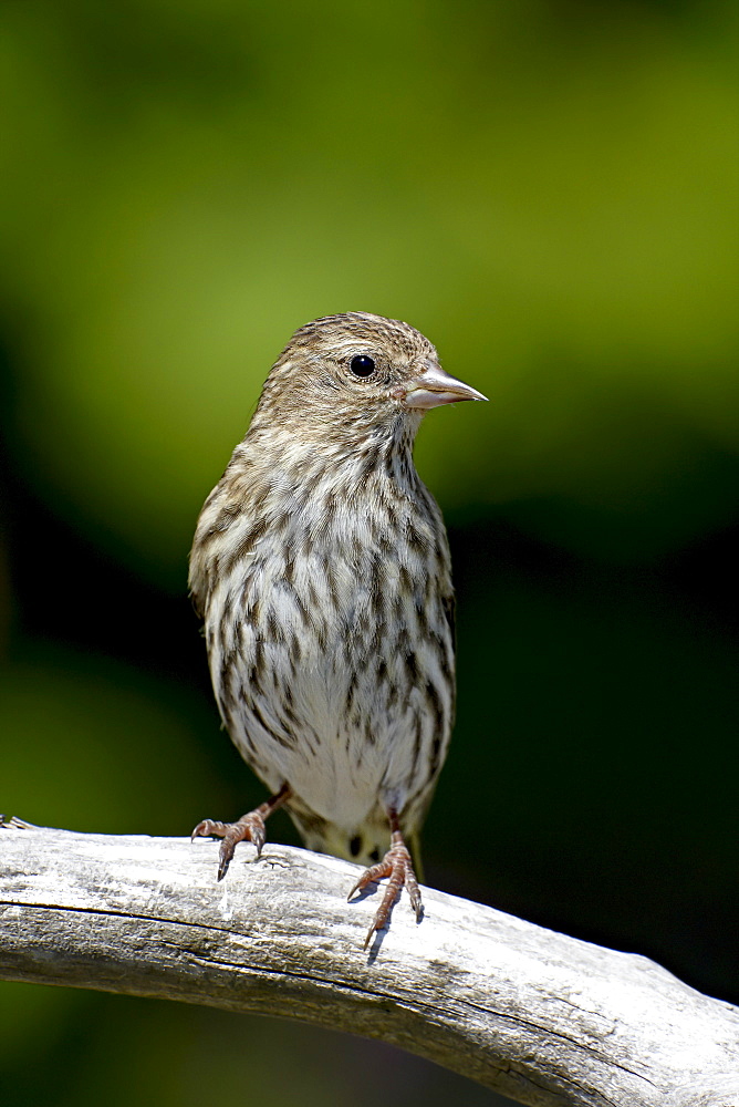 Pine siskin (Carduelis pinus), near Saanich, British Columbia, Canada, North America