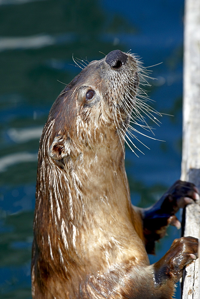 River otter (Lutra canadensis), near Victoria, British Columbia, Canada, North America