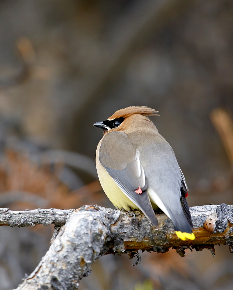 Cedar waxwing (Bombycilla cedrorum), Banff National Park, Alberta, Canada, North America