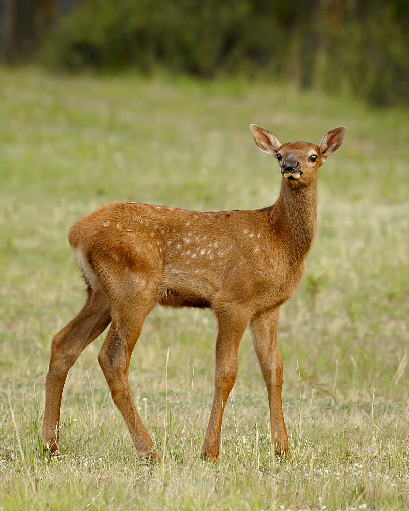 Elk (Cervus canadensis) calf, Jasper National Park, Alberta, Canada, North America