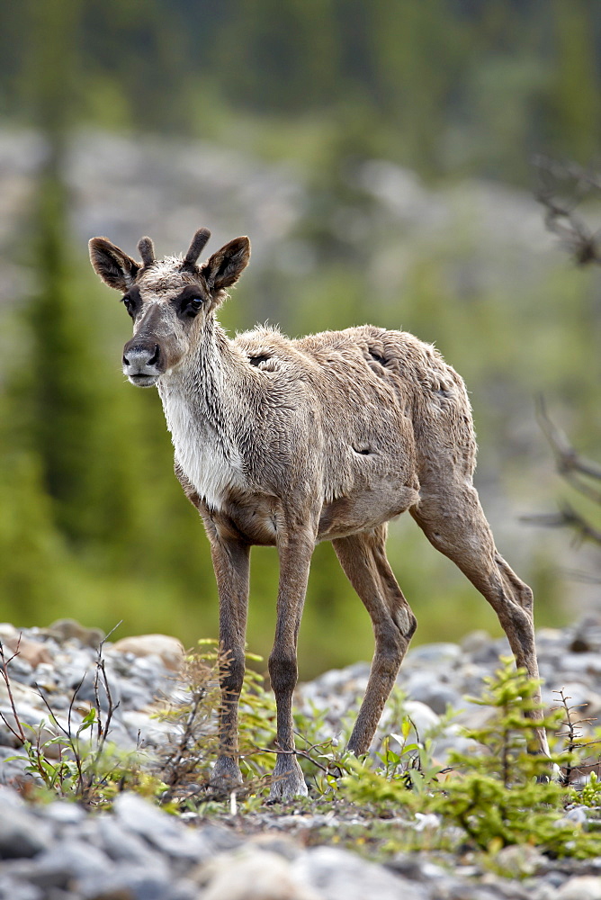 Woodland caribou (Rangifer caribou) calf, Stone Mountain Provincial Park, British Columbia, Canada, North America