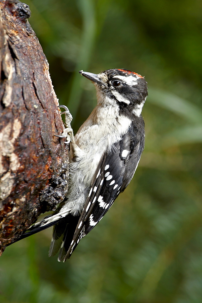 Downy woodpecker (Picoides pubescens), Wasilla, Alaska, United States of America, North America