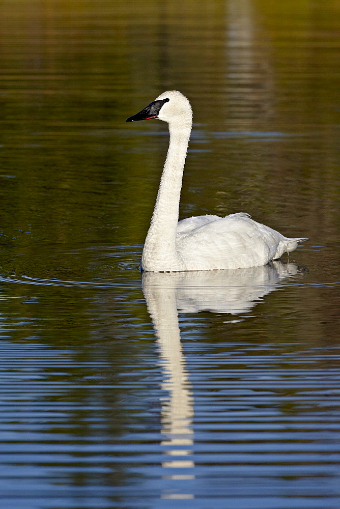 Trumpeter swan (Cygnus buccinator) swimming, Denali Highway, Alaska, United States of America, North America