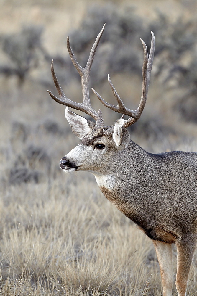 Mule deer (Odocoileus hemionus) buck, Heron Lake State Park, New Mexico, United States of America, North America