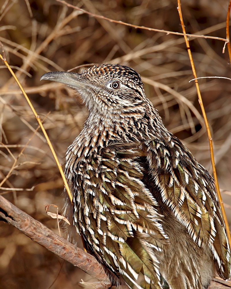 Greater roadrunner (Geococcyx californianus), Bosque del Apache National Wildlife Refuge, New Mexico, United States of America, North America