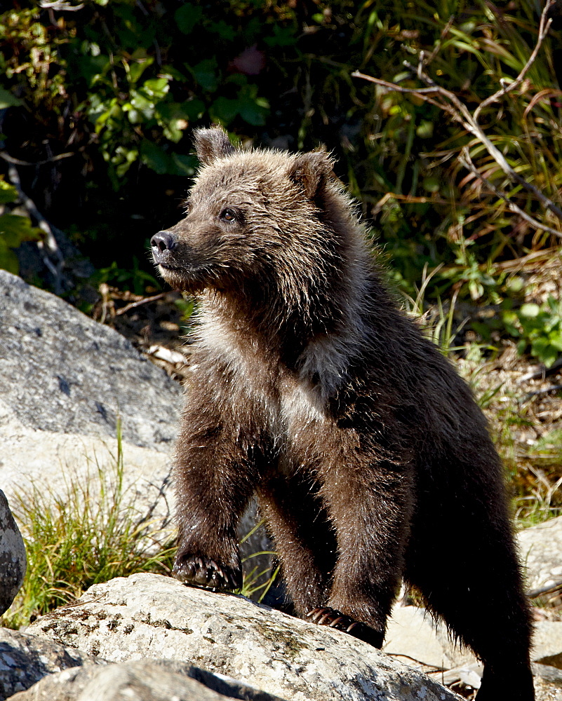 Grizzly bear (Ursus arctos horribilis) (Coastal brown bear) cub, Katmai National Park and Preserve, Alaska, United States of America, North America