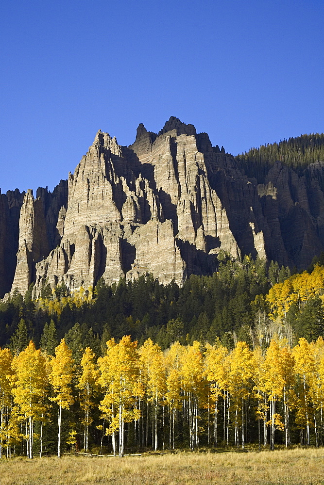 Aspens in fall colors with mountains, near Silver Jack, Uncompahgre National Forest, Colorado, United States of America, North America