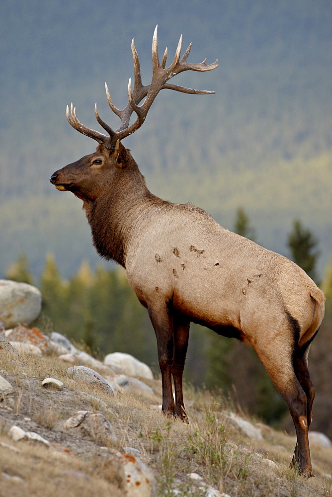 Bull elk (Cervus canadensis), Jasper National Park, UNESCO World Heritage Site, Alberta, Canada, North America