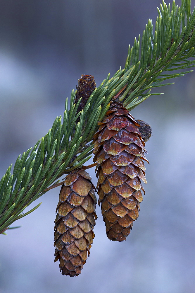 Spruce cones on a single branch, near Ouray, Colorado, United States of America, North America