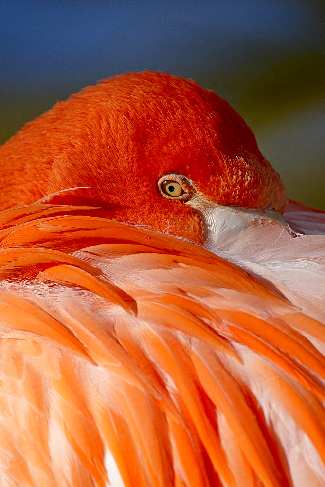 Caribbean flamingo (American flamingo) (Phoenicopterus ruber ruber) with beak nestled in the feathers of its back, Rio Grande Zoo, Albuquerque Biological Park, Albuquerque, New Mexico, United States of America, North America