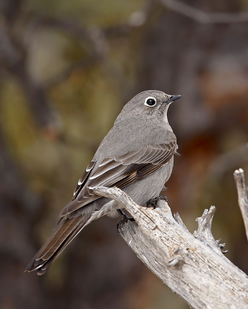 Townsend's solitaire (Myadestes townsendi), Abiquiu Lake, New Mexico, United States of America, North America