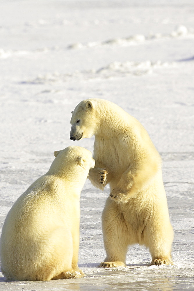 Two polar bears (Thalarctos maritimus) sparring, Churchill, Manitoba, Canada, North America