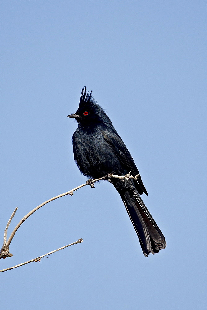 Male Phainopepla (Phainopepla nitens), San Bernadino County, California, United States of America, North America