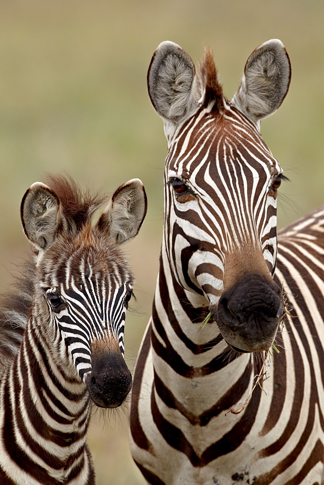 Common zebra or Burchell's zebra (Equus burchelli) mother and calf, Serengeti National Park, Tanzania, East Africa, Africa