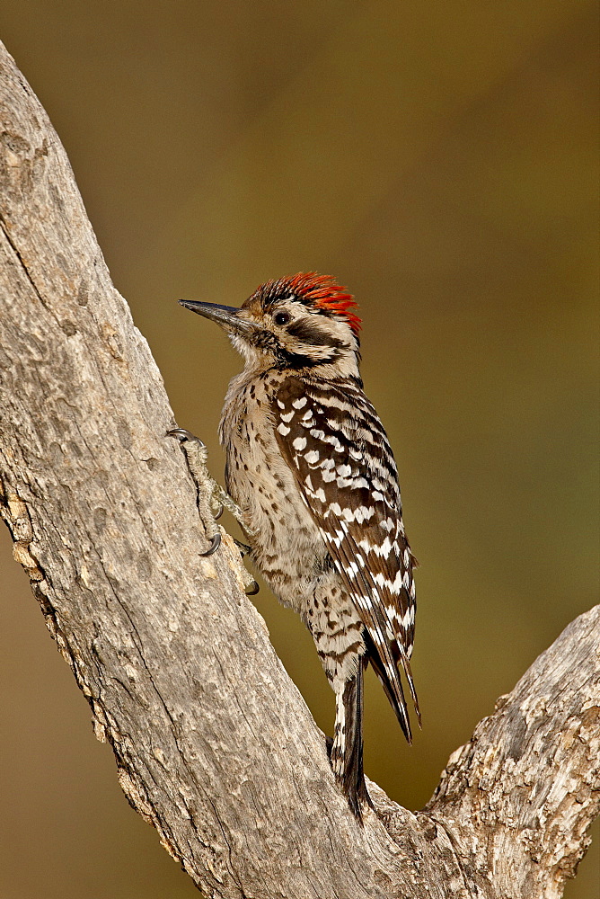 Male ladder-backed woodpecker (Picoides scalaris), The Pond, Amado, Arizona, United States of America, North America