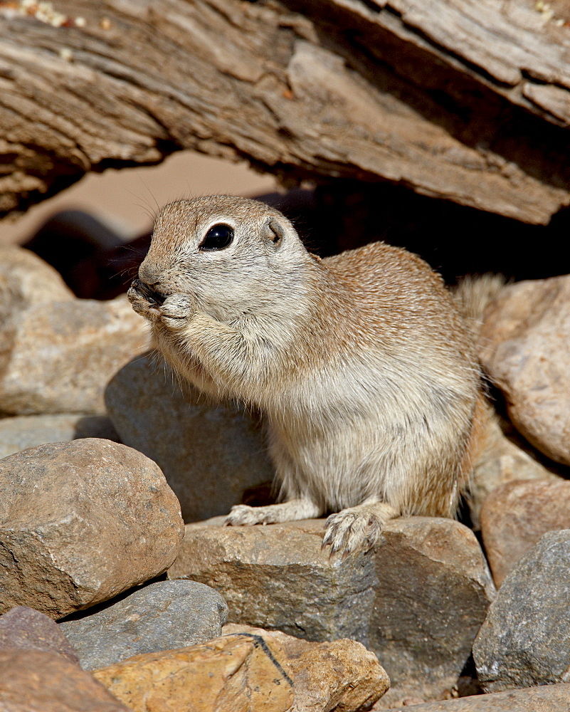 Round-tailed ground squirrel (Spermophilus tereticaudus), The Pond, Amado, Arizona, United States of America, North America