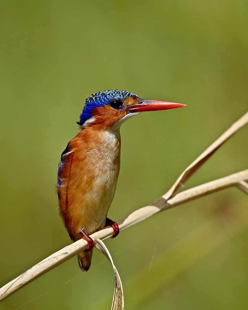 Malachite kingfisher (Alcedo cristata), Kruger National Park, South Africa, Africa