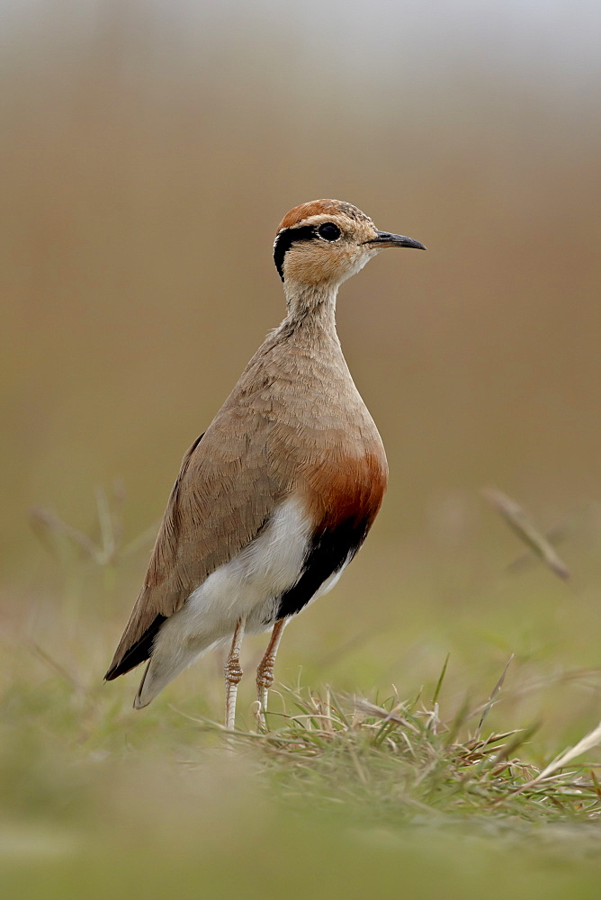 Temminck's courser (Cursorius temminckii), Mountain Zebra National Park, South Africa, Africa