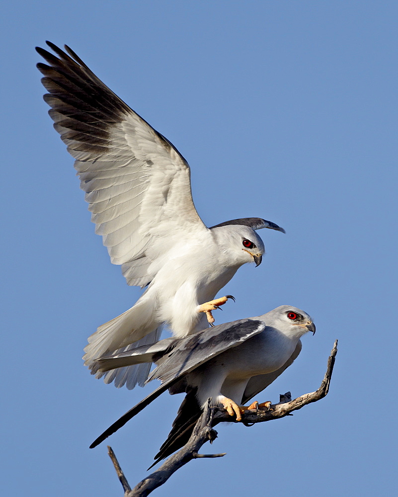 Black-shouldered kite (Elanus caeruleus) pair mating, Kgalagadi Transfrontier Park, encompassing the former Kalahari Gemsbok National Park, South Africa, Africa