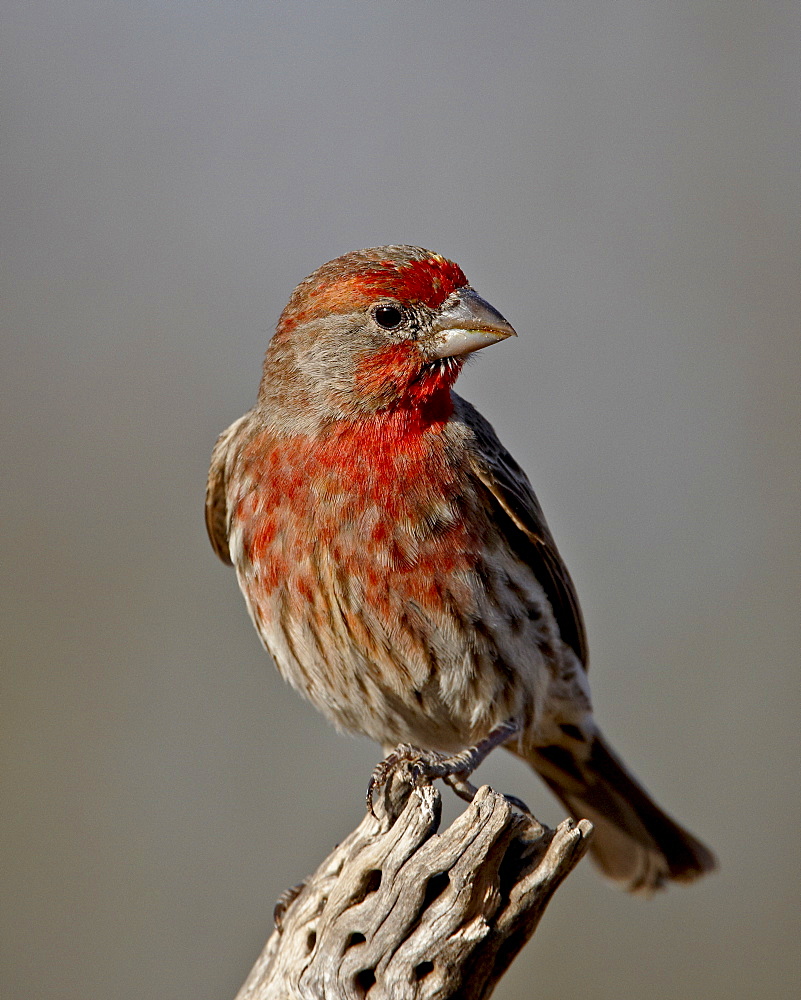 Male house finch (Carpodacus mexicanus), The Pond, Amado, Arizona, United States of America, North America