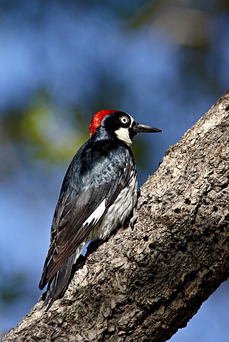 Male acorn woodpecker (Melanerpes formicivorus), Chiricahuas, Coronado National Forest, Arizona, United States of America, North America