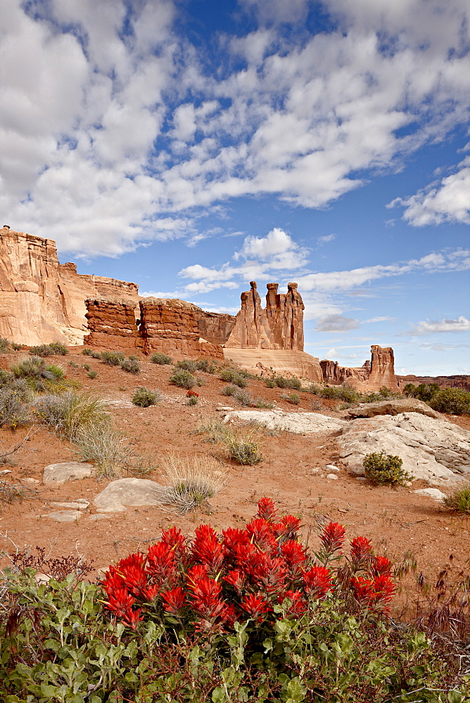 The Three Gossips and common paintbrush (Castilleja chromosa), Arches National Park, Utah, United States of America, North America