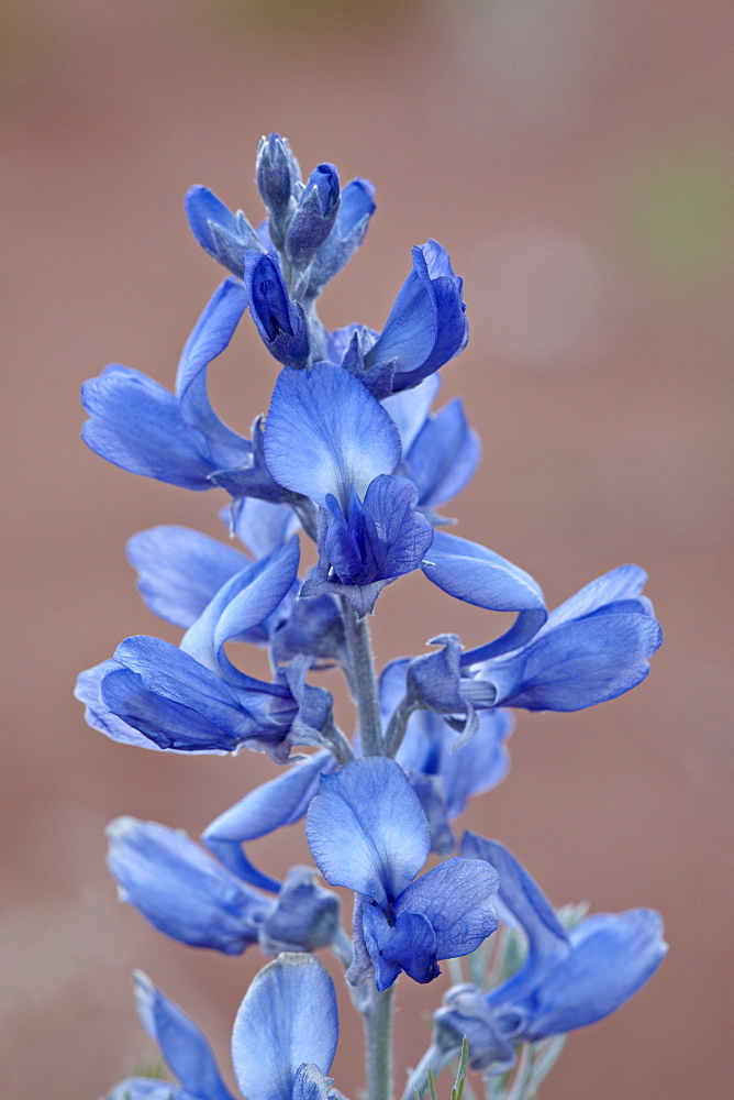 Silvery sophora (Sophora stenophylla), Canyon Country, Utah, United States of America, North America