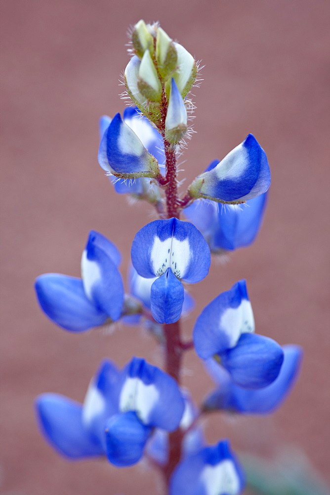 Dwarf lupine (small lupine) (rusty lupine) (Lupinus pusillus), Canyon Country, Utah, United States of America, North America