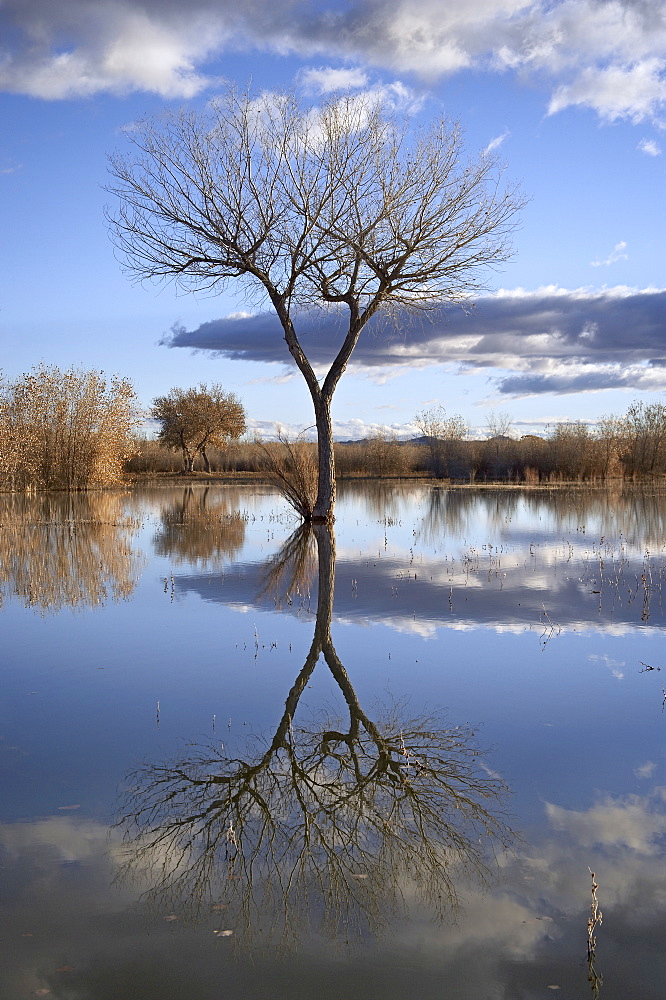 Bare tree reflected in a floodplain, Bosque del Apache, National Wildlife Refuge, New Mexico, United States of America, North America