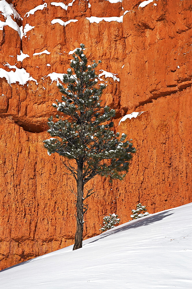 Pine tree in front of red-rock face with snow on the ground, Dixie National Forest, Utah. United States of America, North America