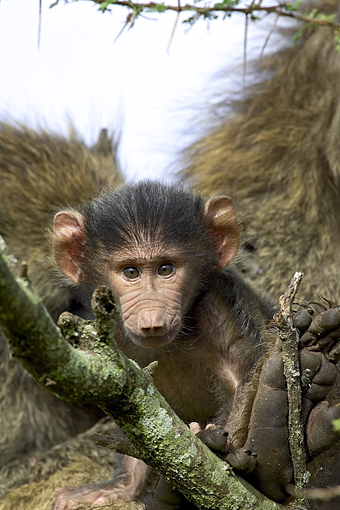 Infant olive baboon (Papio cynocephalus anubis) sitting in its mother's lap and looking at the camera, Serengeti National Park, Tanzania, East Africa, Africa