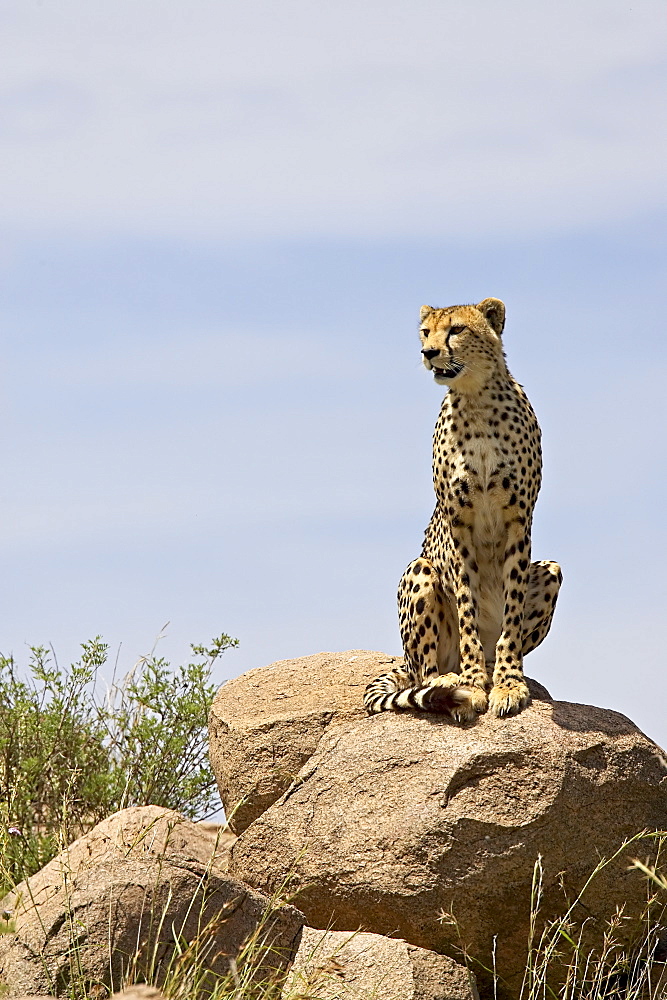 Cheetah (Acinonyx jubatus) sitting on a boulder, Serengeti National Park, Tanzania, East Africa, Africa