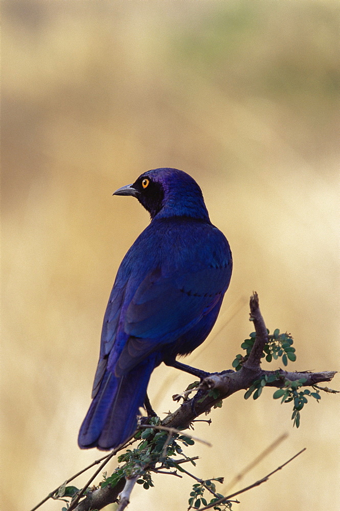 Greater blue-eared glossy starling (Lamprotornis chalybaeus), Kruger National Park, South Africa, Africa